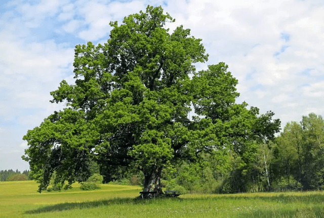 oak